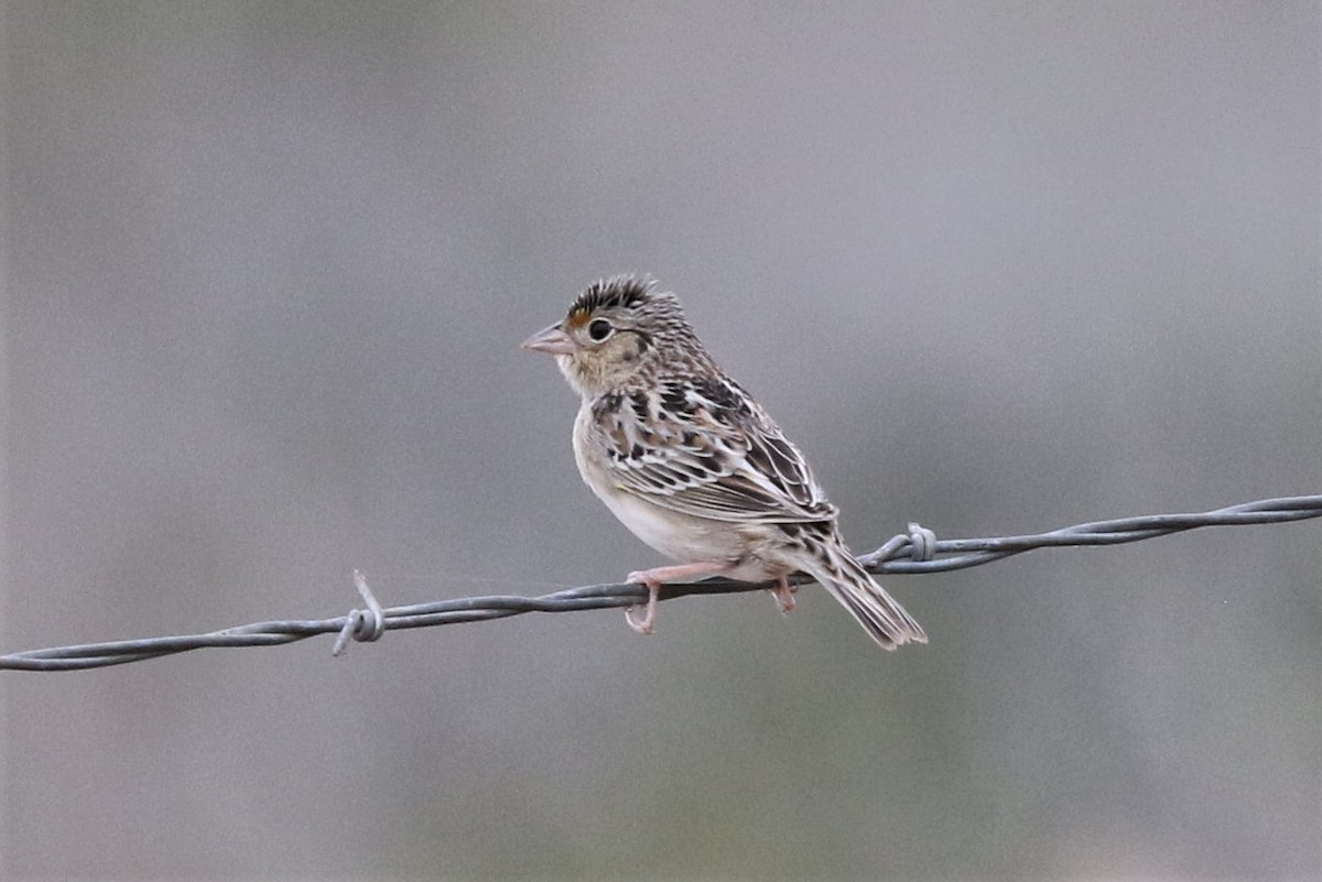 Grasshopper Sparrow - ML218895971