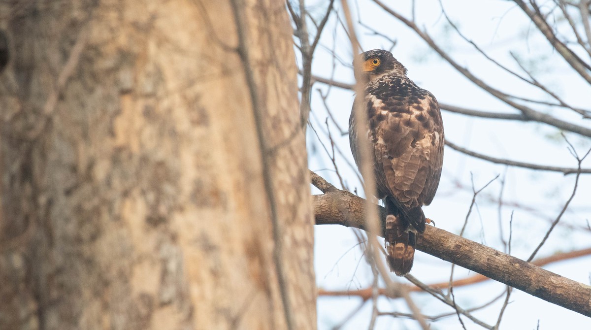 Crested Serpent-Eagle - ML218896171