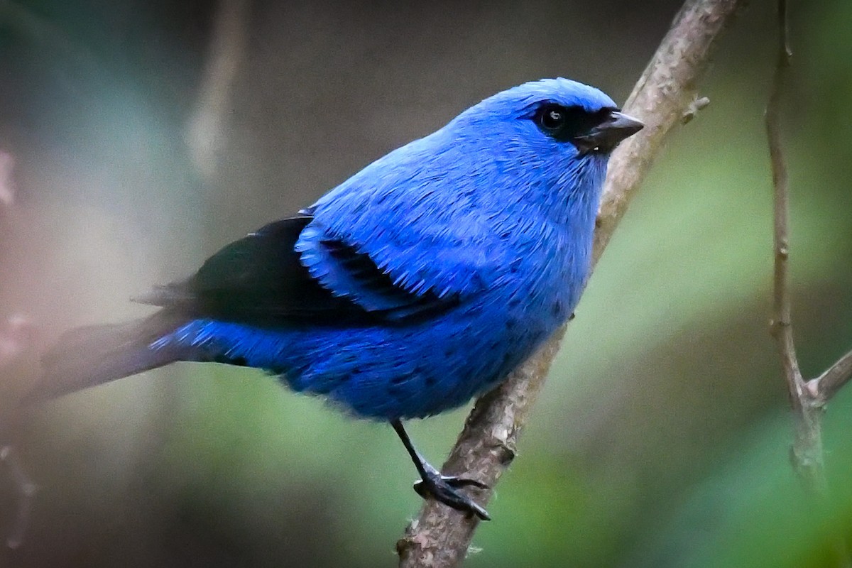 Blue-and-black Tanager - ML218898281