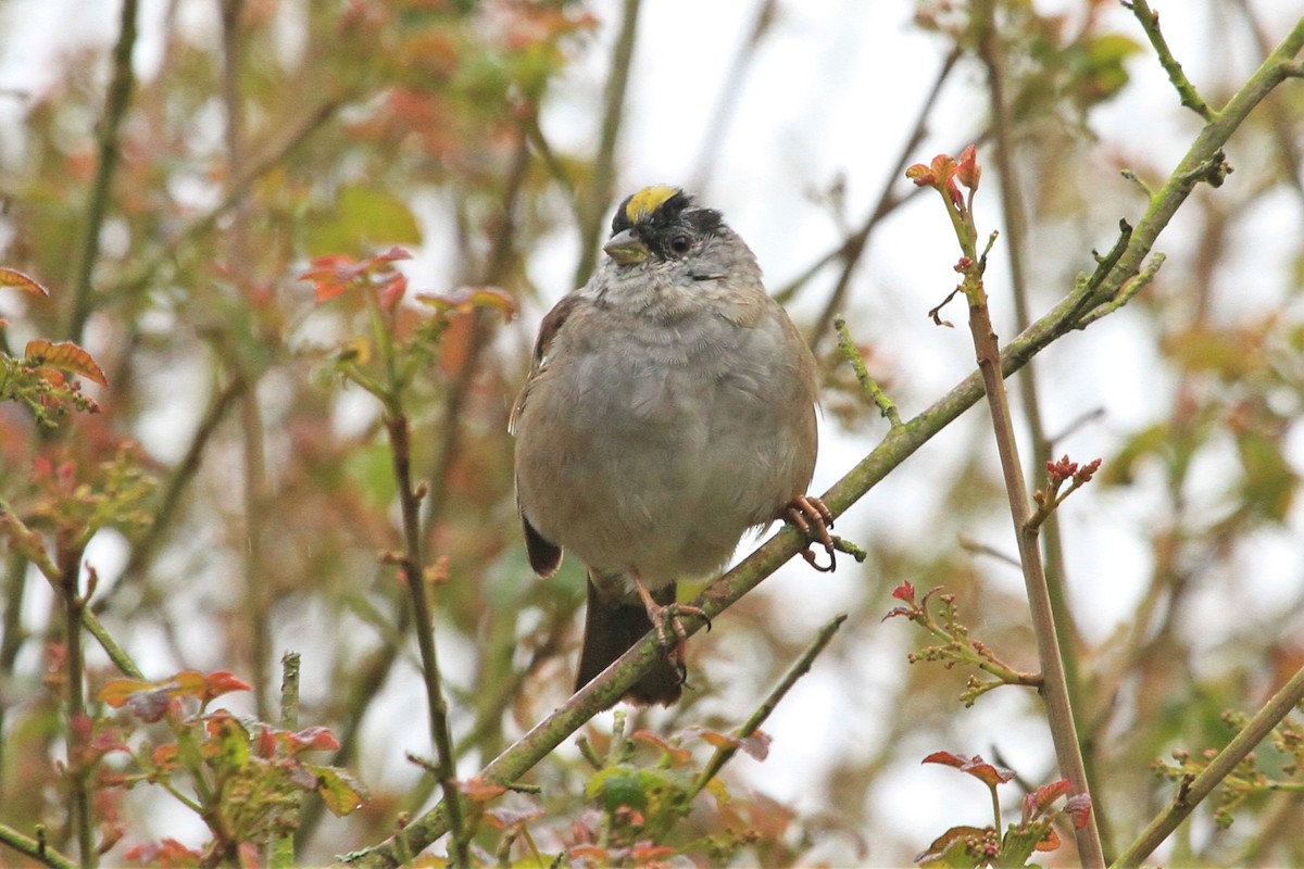 Golden-crowned Sparrow - ML218899621