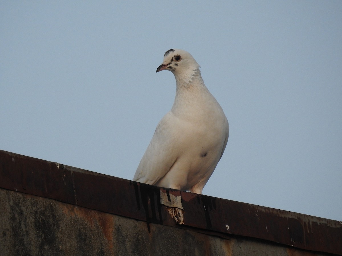 Rock Pigeon (Feral Pigeon) - ML218900761
