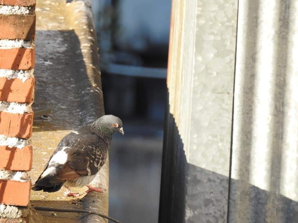 Rock Pigeon (Feral Pigeon) - ML218902001