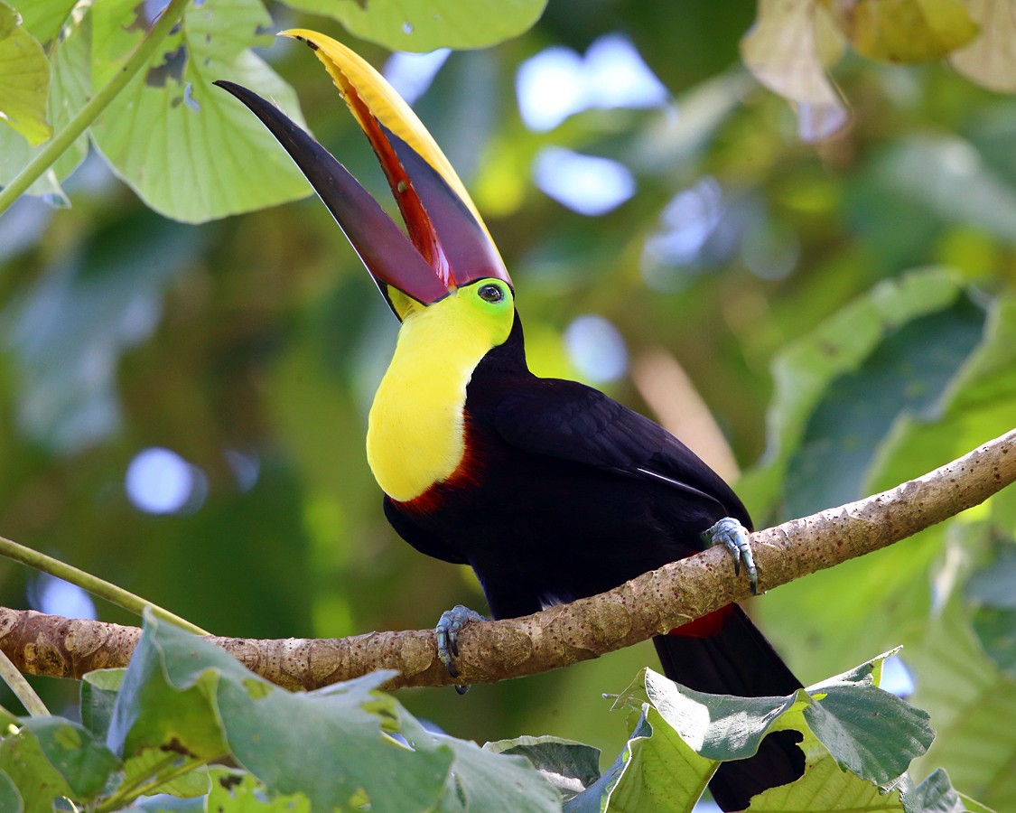 Yellow-throated Toucan (Chestnut-mandibled) - Tom Murray