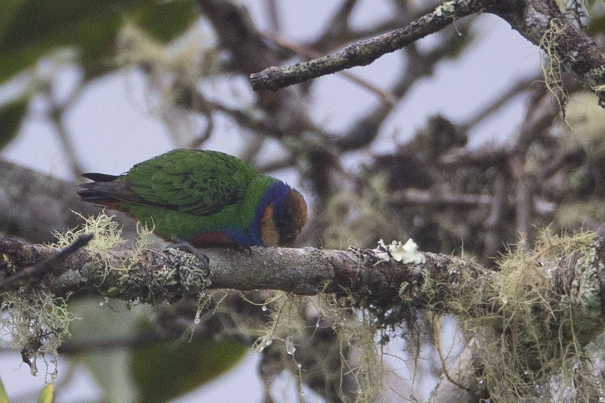 Red-breasted Pygmy-Parrot - ML218903701