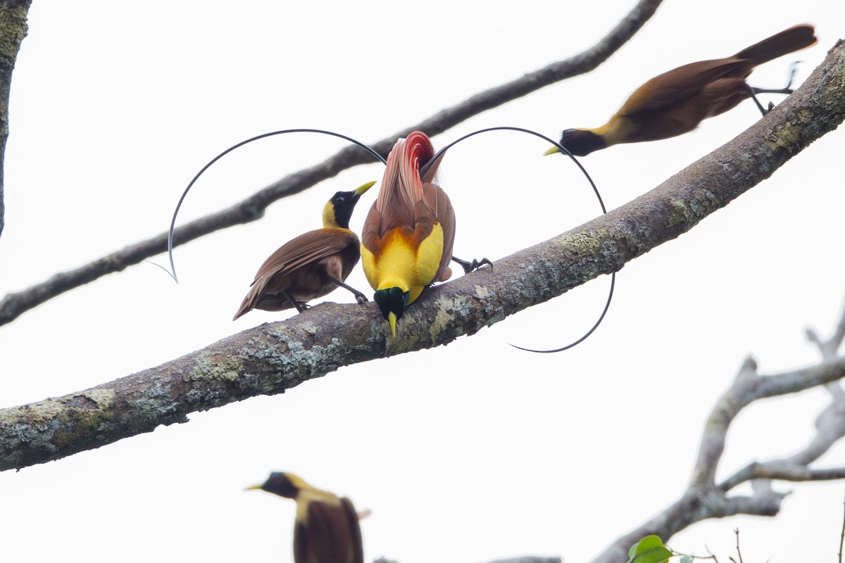 Red Bird-of-Paradise - Ben Tsai