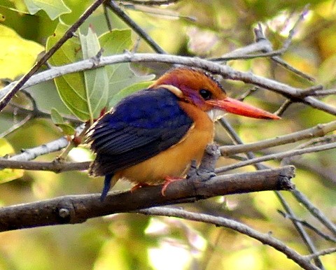 African Pygmy Kingfisher - Femi Faminu