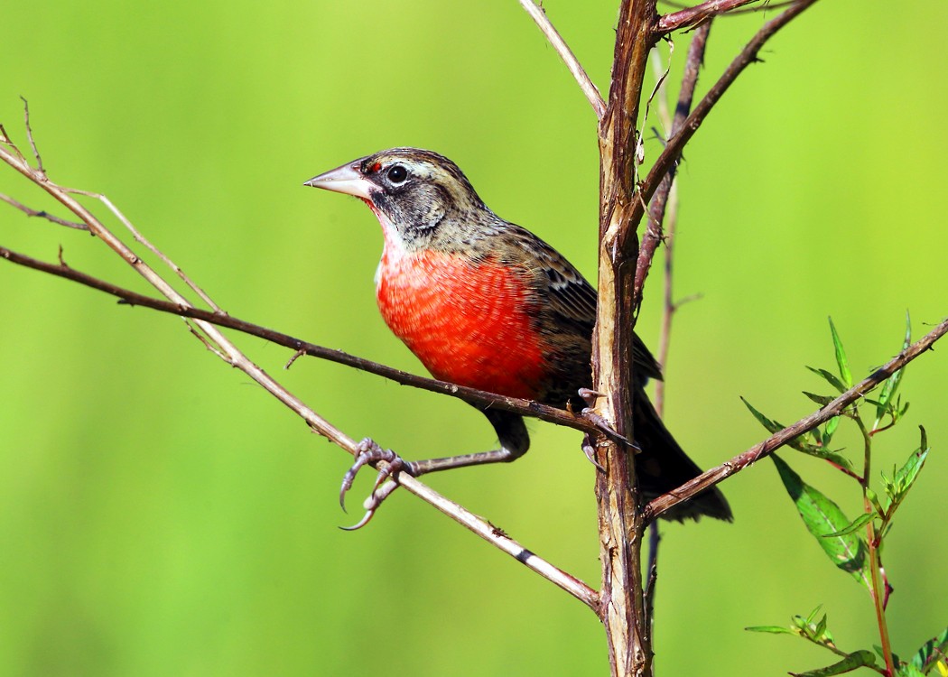 Red-breasted Meadowlark - Tom Murray