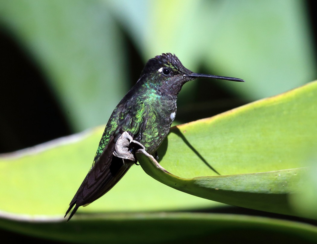 Talamanca Hummingbird - ML21891031