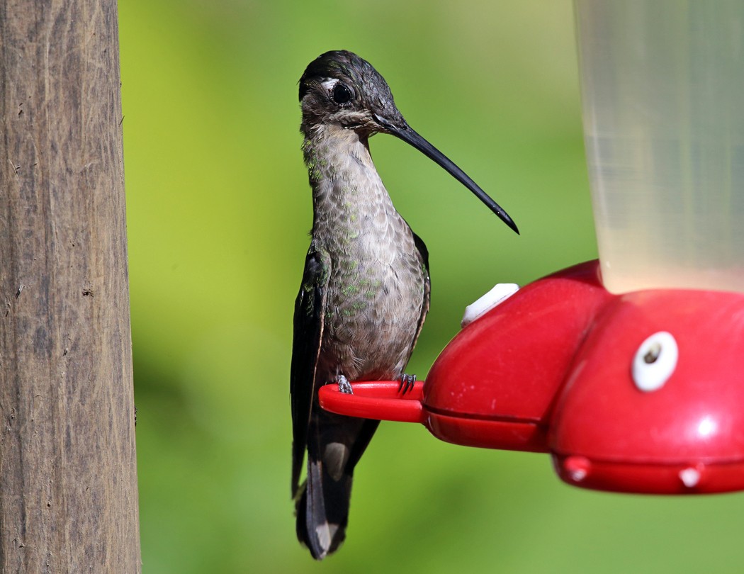 Talamanca Hummingbird - Tom Murray