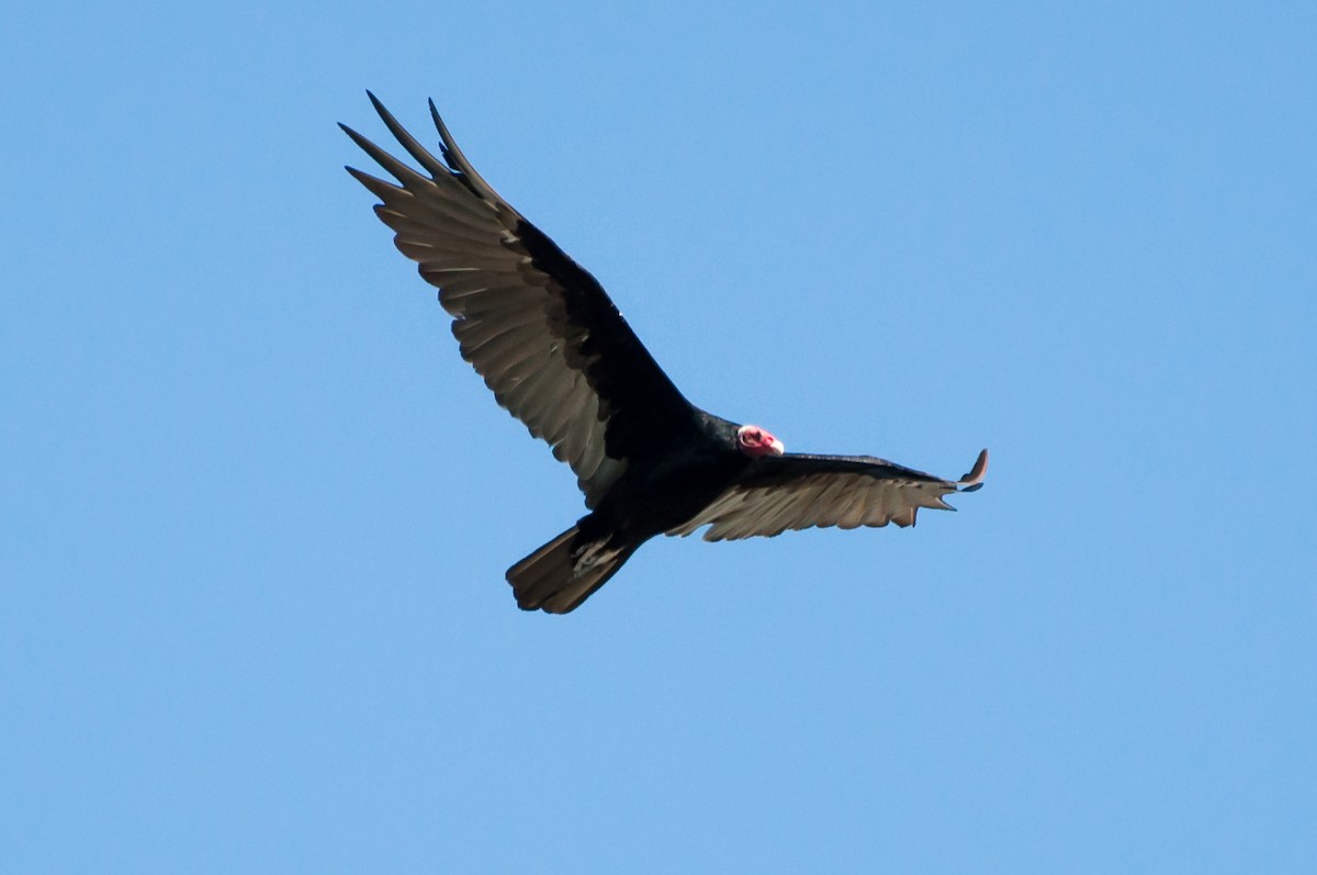 Turkey Vulture - ML218910641