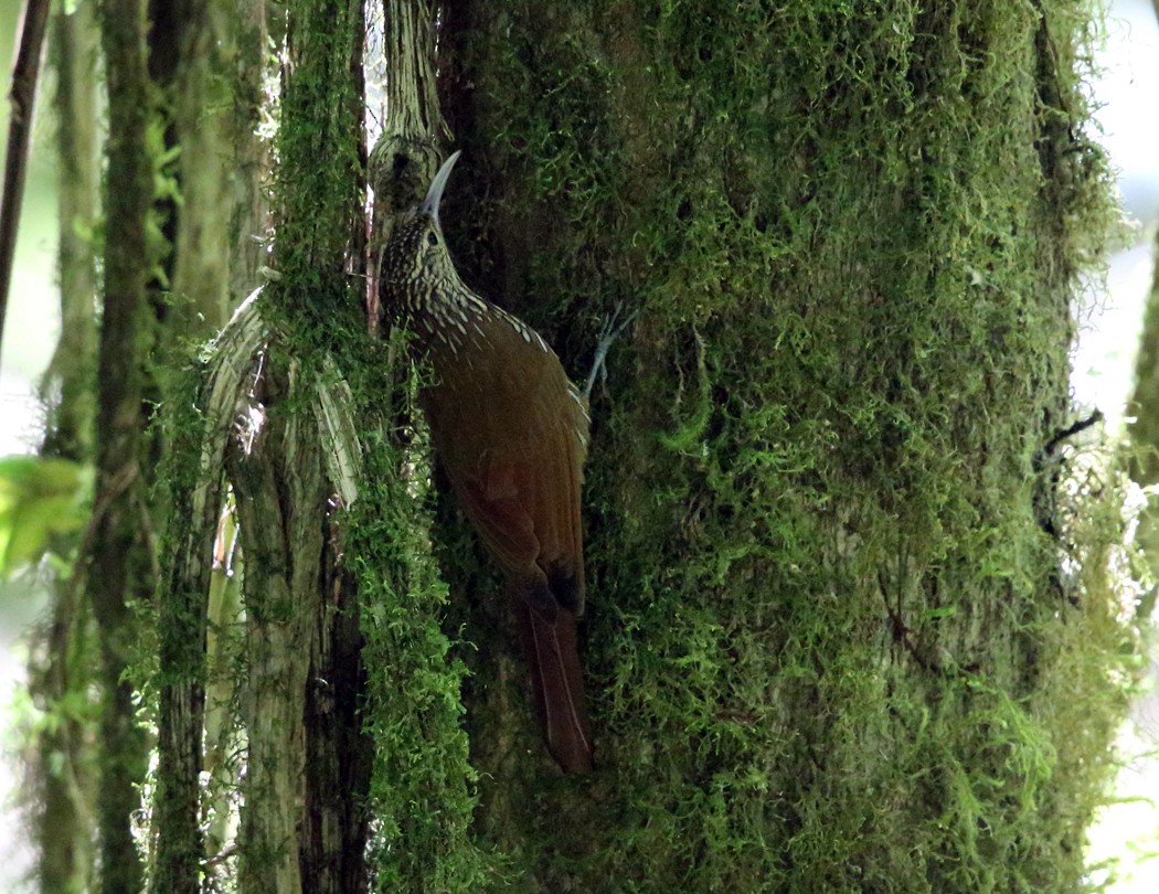 Spot-crowned Woodcreeper - ML21891171