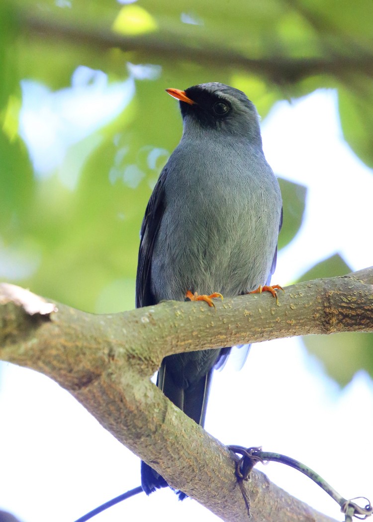 Black-faced Solitaire - ML21891541