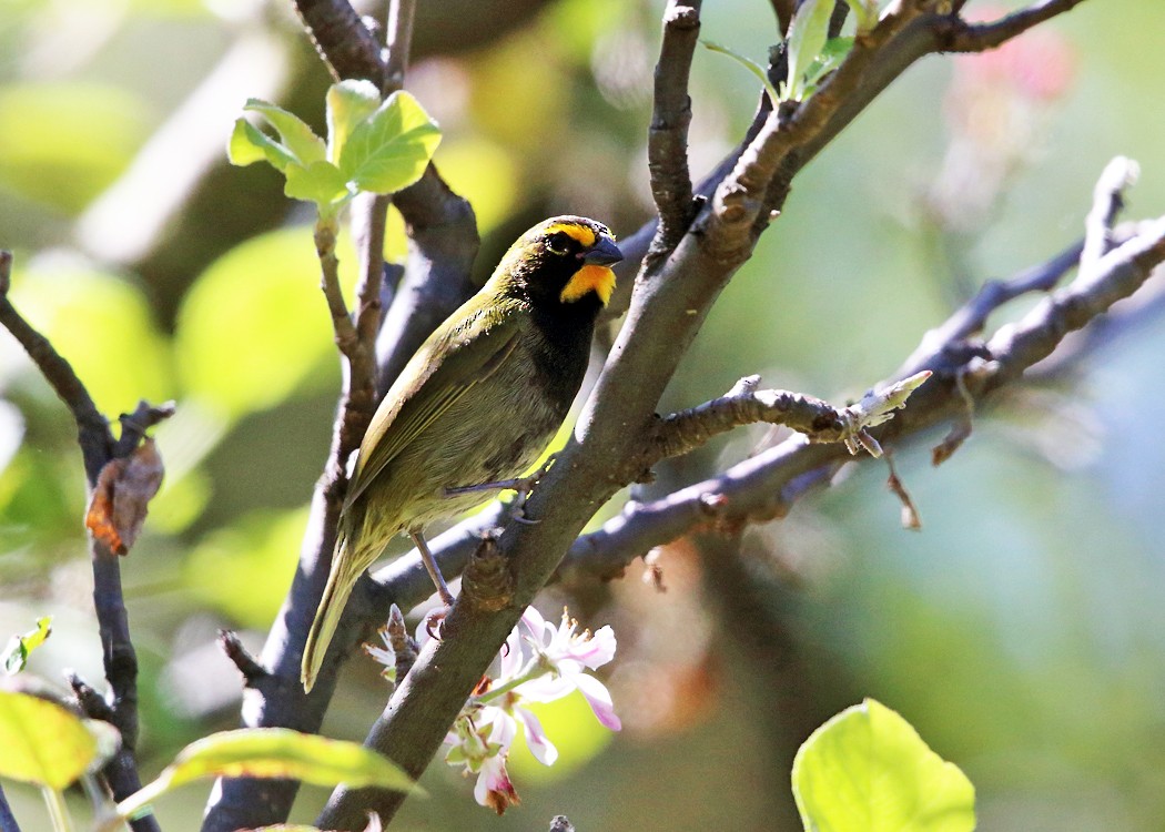 Yellow-faced Grassquit - Tom Murray
