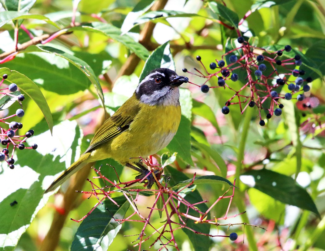 Sooty-capped Chlorospingus - Tom Murray