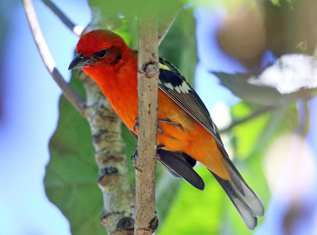 Flame-colored Tanager - ML21891981