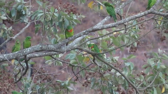 Meksika Yeşil Papağanı (rubritorquis) - ML218923011