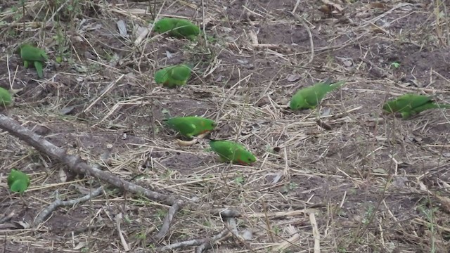 Meksika Yeşil Papağanı (rubritorquis) - ML218923131