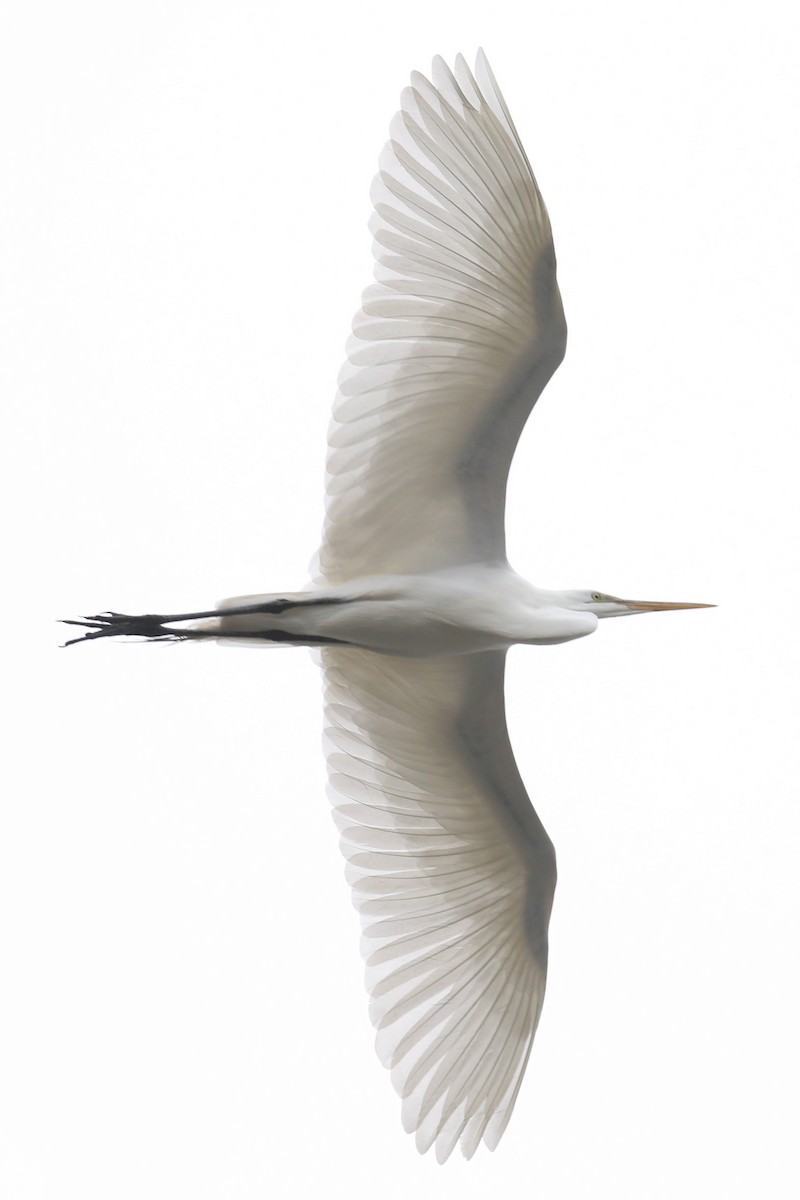 Great Egret - Alex Lamoreaux