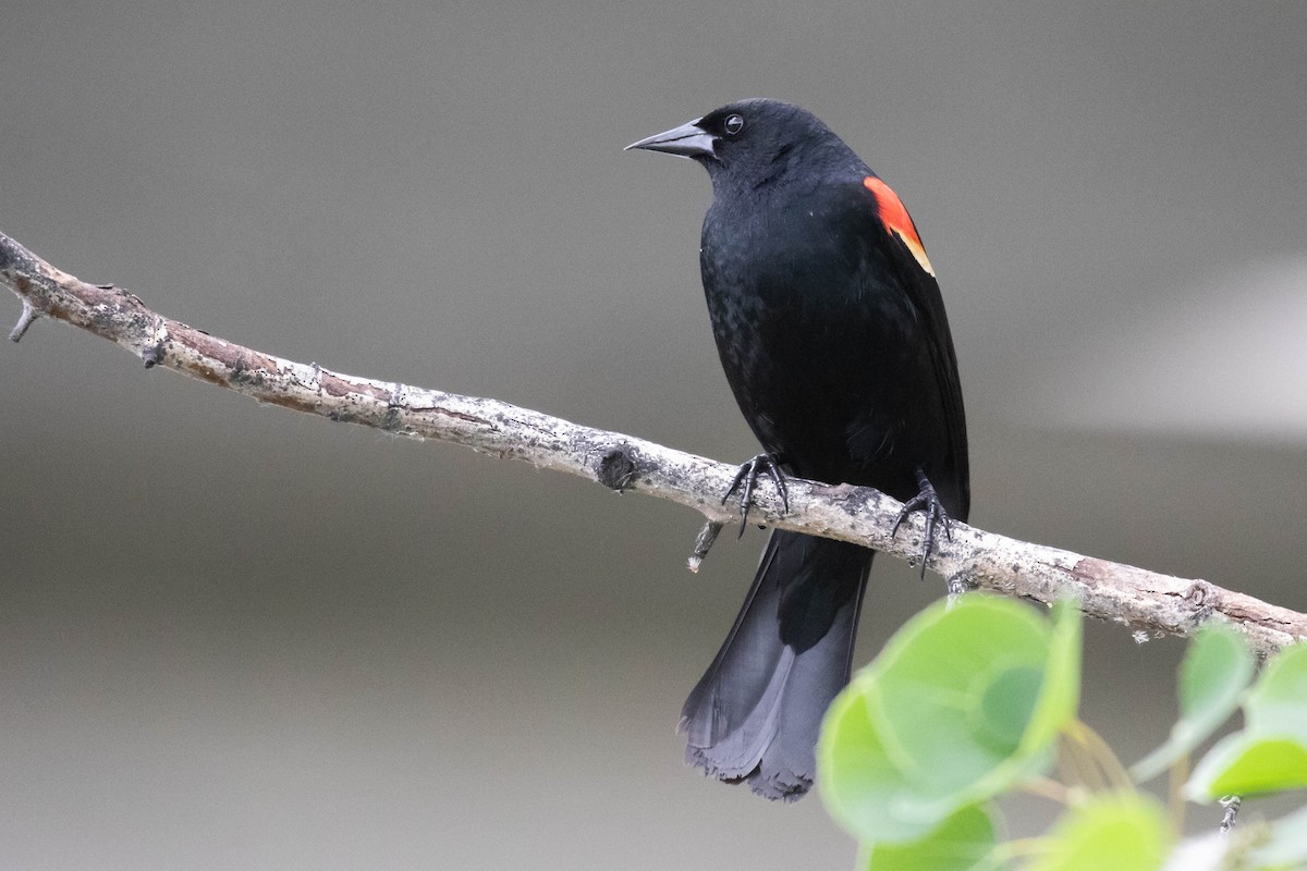 Red-winged Blackbird - ML218923461