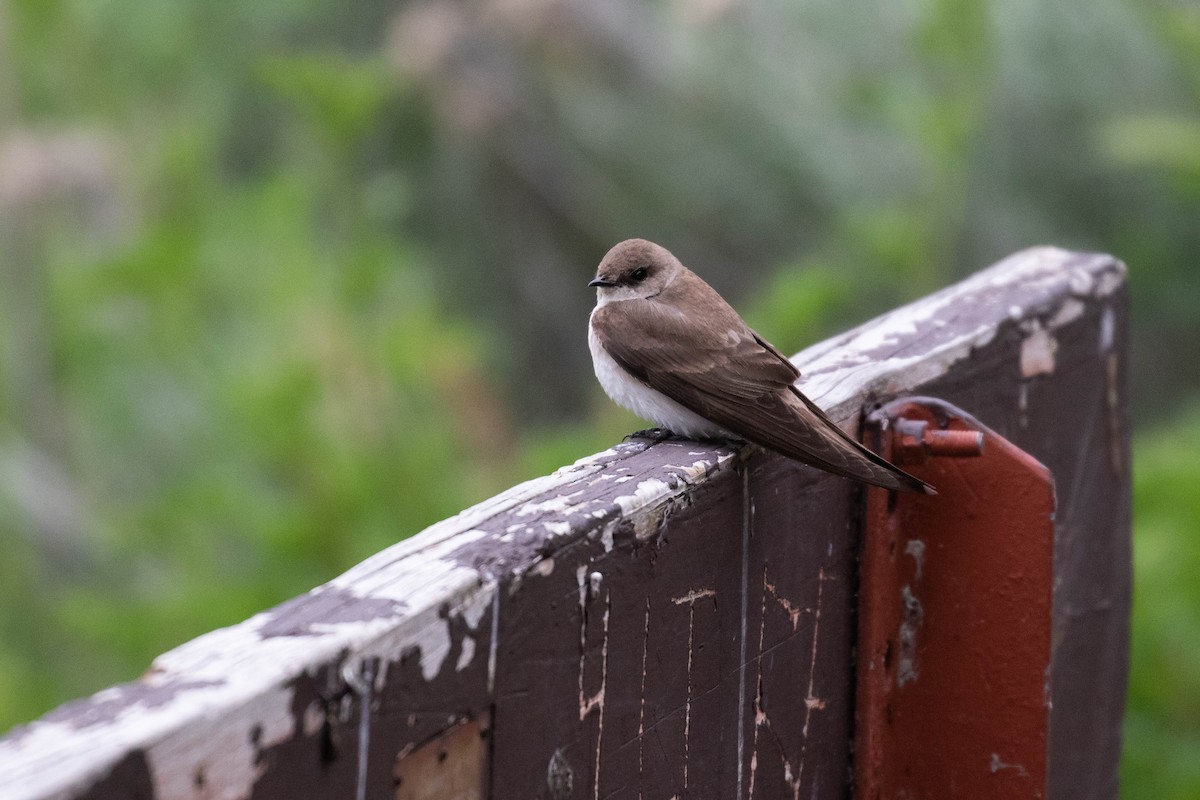 Northern Rough-winged Swallow - ML218923761