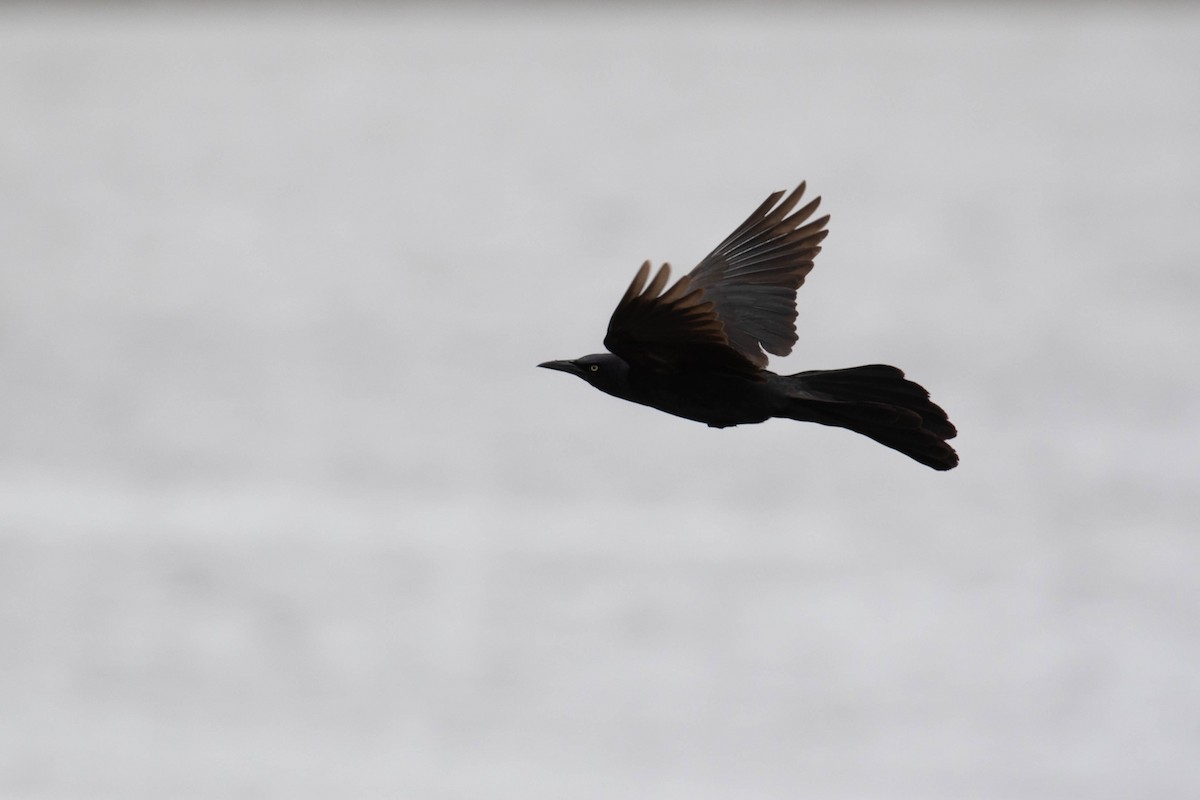 Great-tailed Grackle - ML218923821
