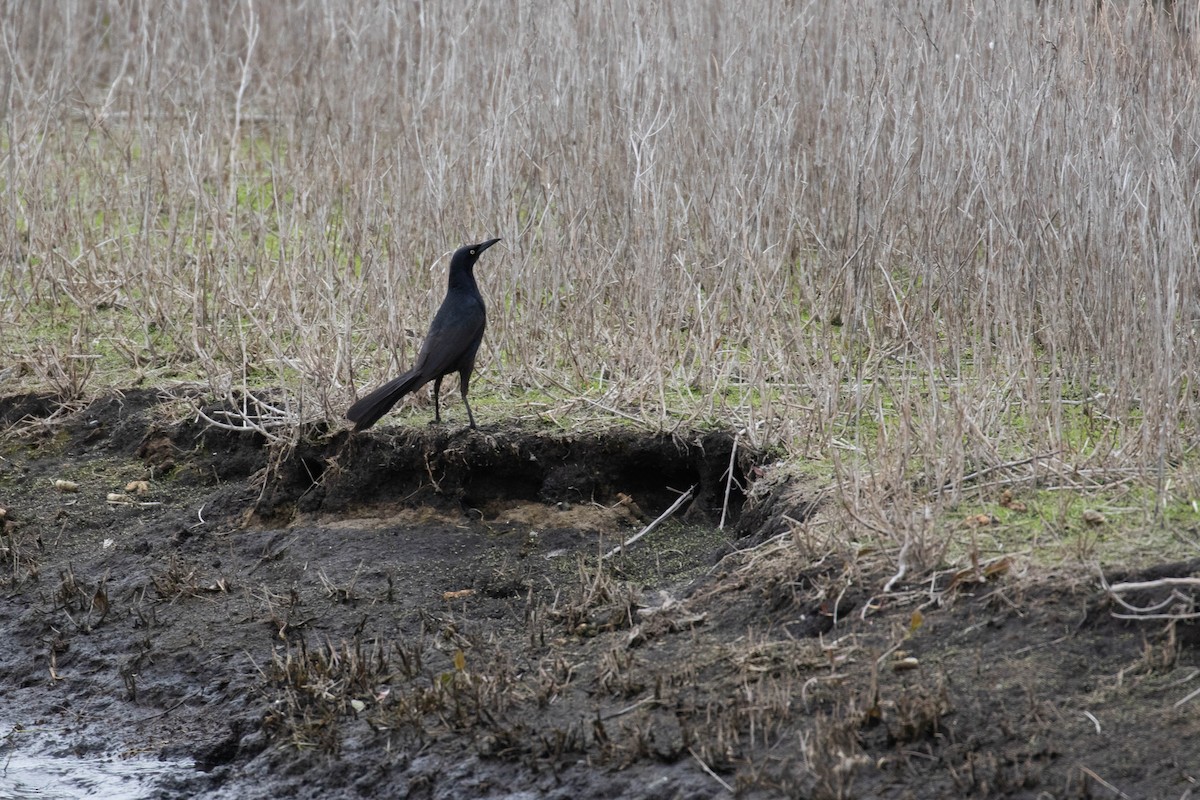 Great-tailed Grackle - ML218923841