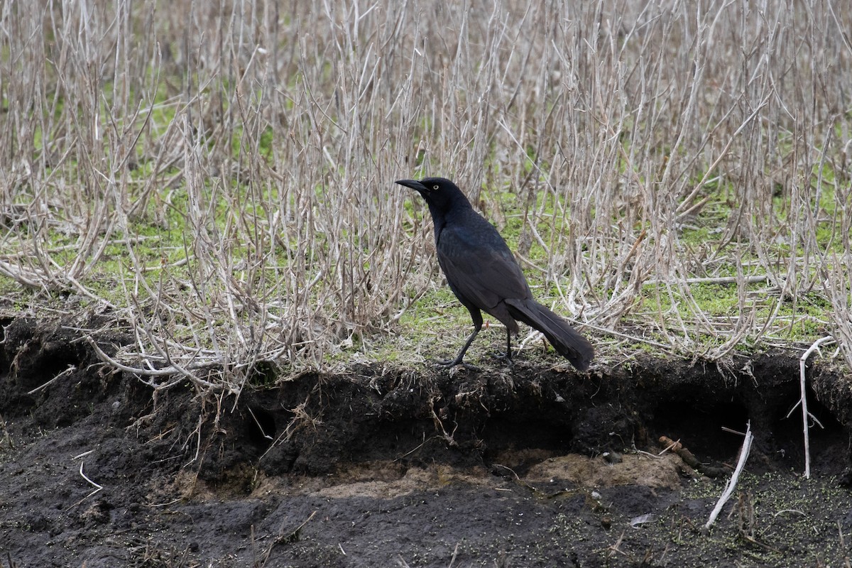 Great-tailed Grackle - ML218923851