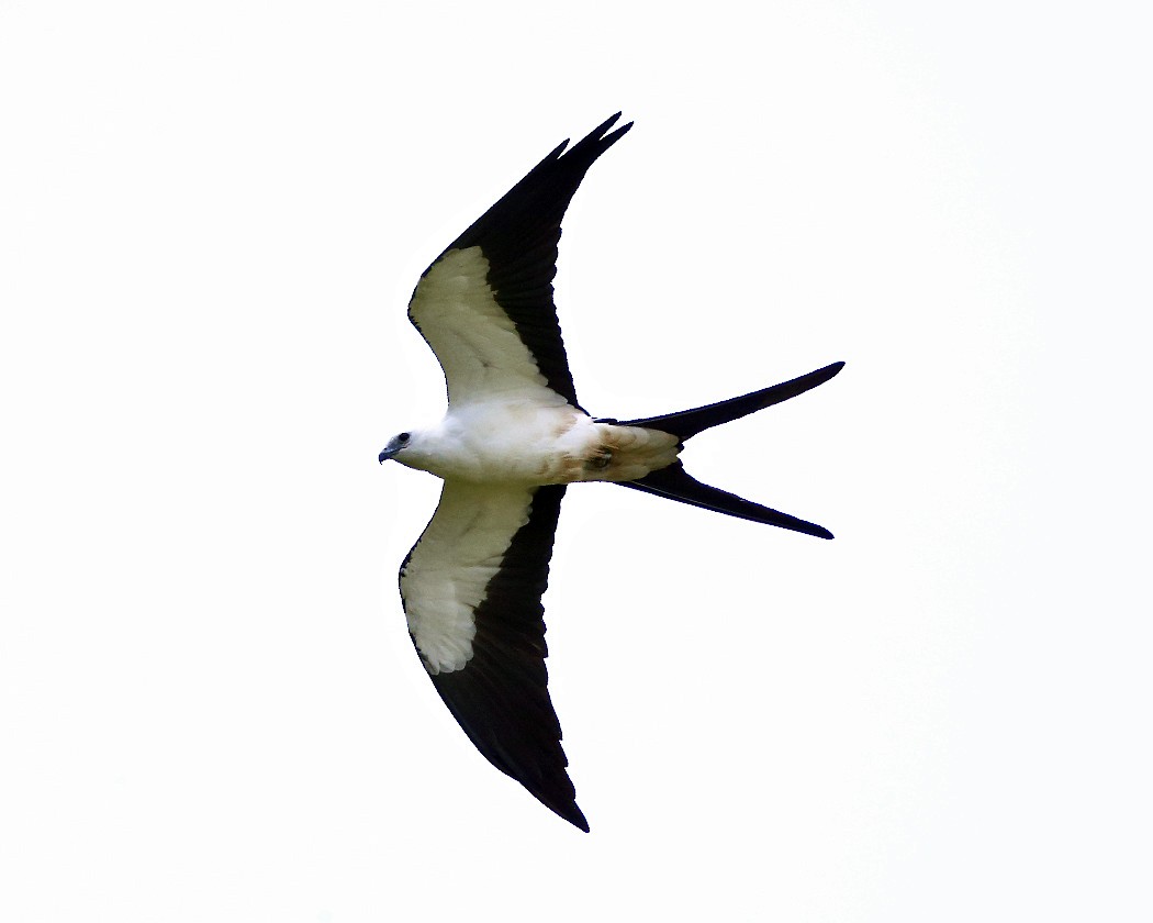 Swallow-tailed Kite - Tom Murray