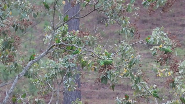 aratinga zelený (ssp. rubritorquis) - ML218924151