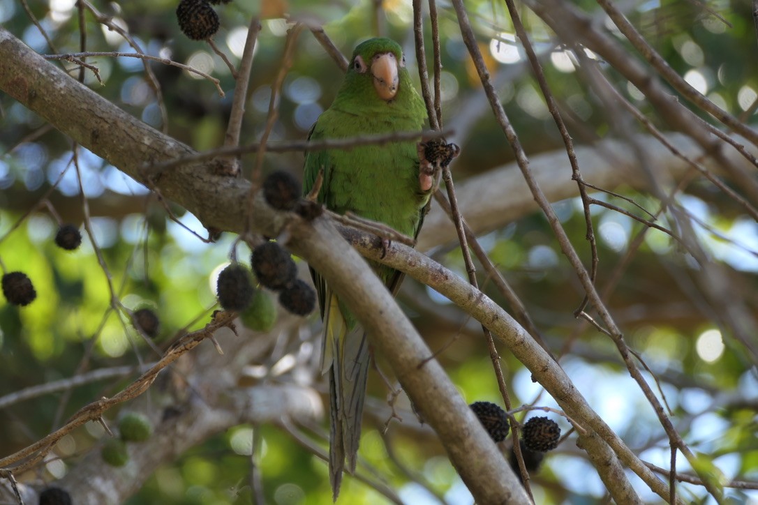 Cuban Parakeet - Peter Ward