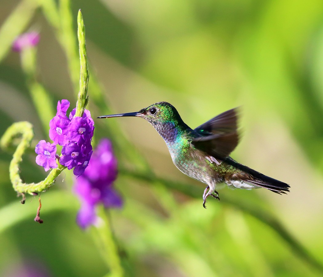 Charming Hummingbird - Tom Murray