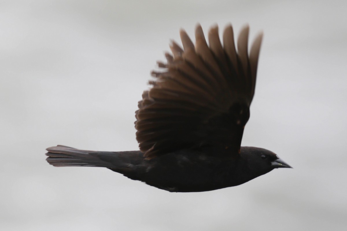 Red-winged Blackbird - Alex Lamoreaux