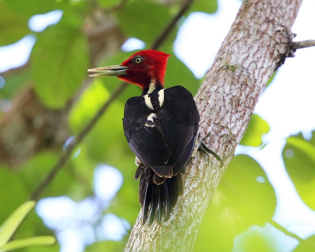 Pale-billed Woodpecker - Tom Murray