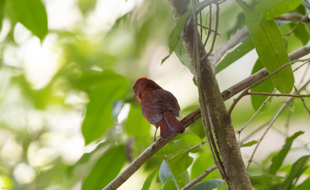 Red-crowned Ant-Tanager (Northern) - ML218926991