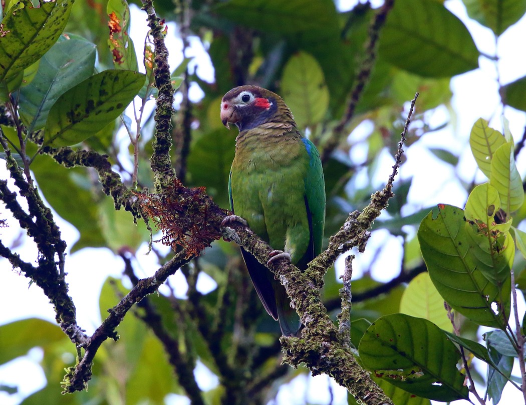 Brown-hooded Parrot - Tom Murray