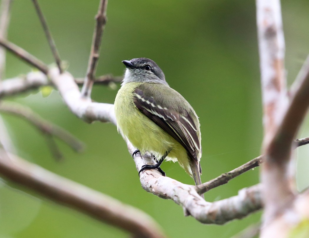 Yellow-crowned Tyrannulet - Tom Murray