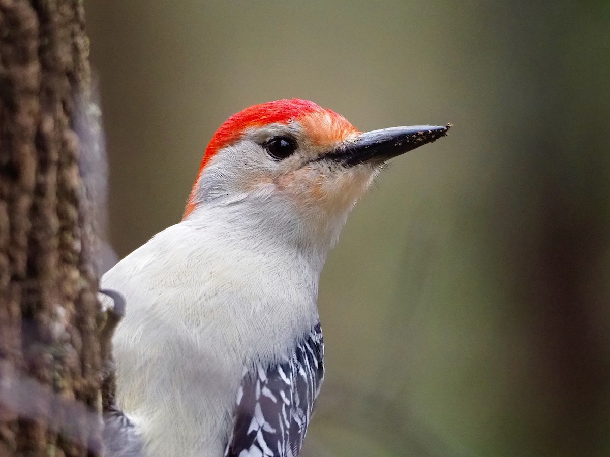 Red-bellied Woodpecker - ML218928981