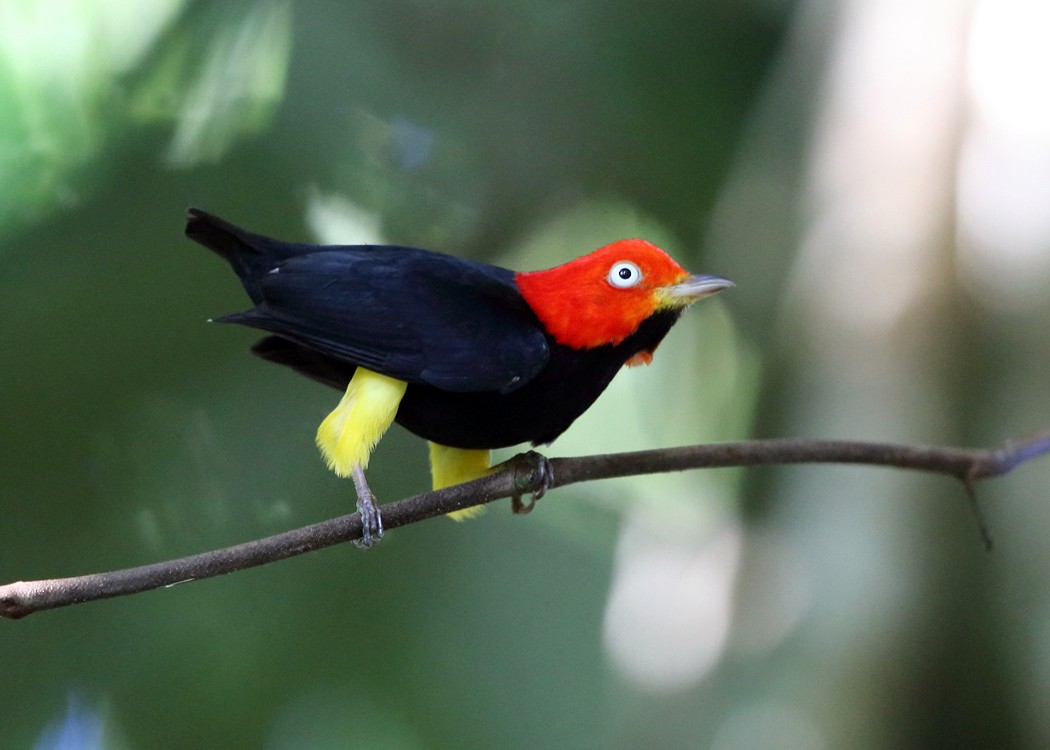 Red-capped Manakin - Tom Murray