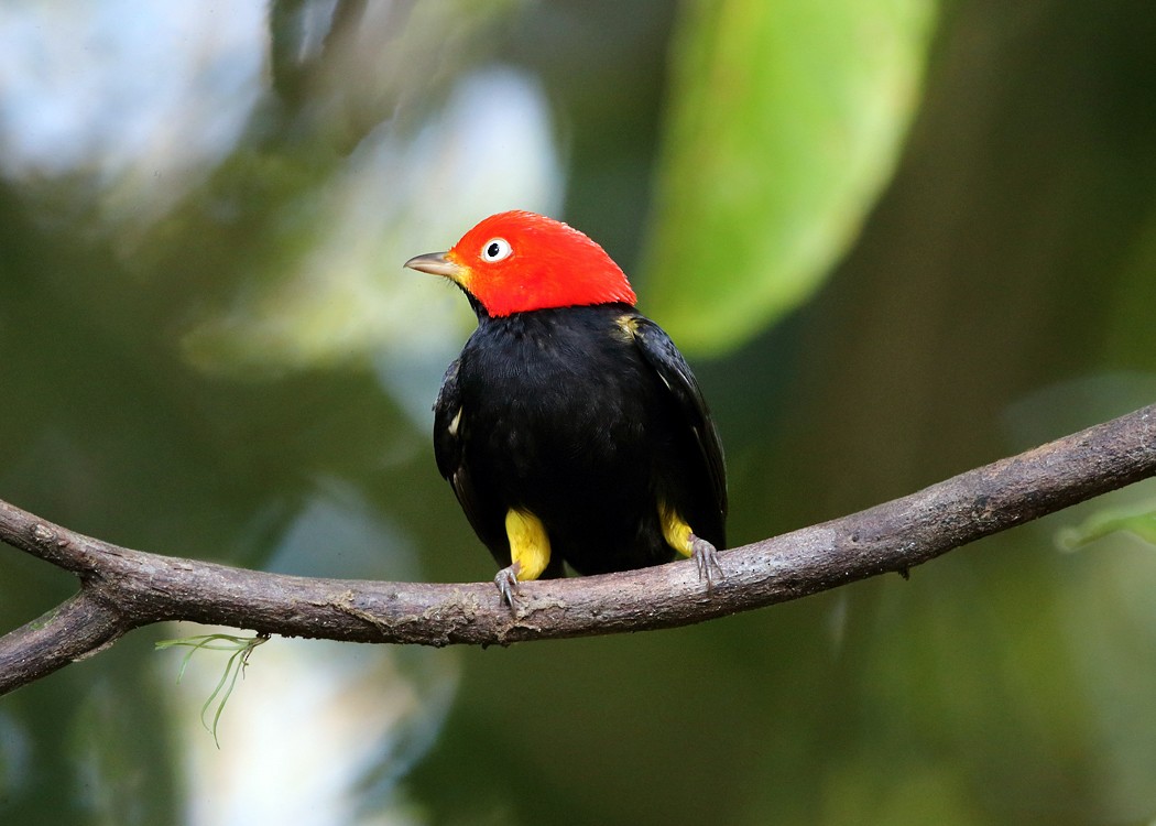 Red-capped Manakin - ML21892921
