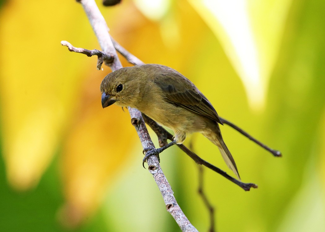 Yellow-bellied Seedeater - ML21892971