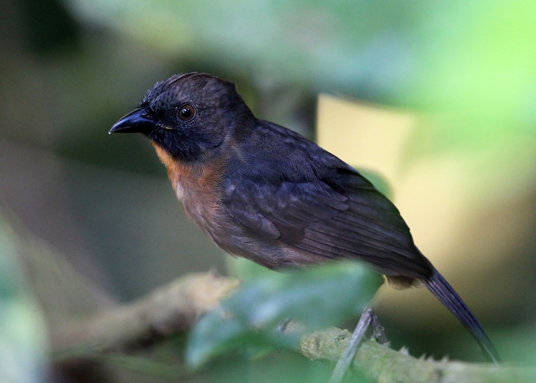 Black-cheeked Ant-Tanager - Tom Murray