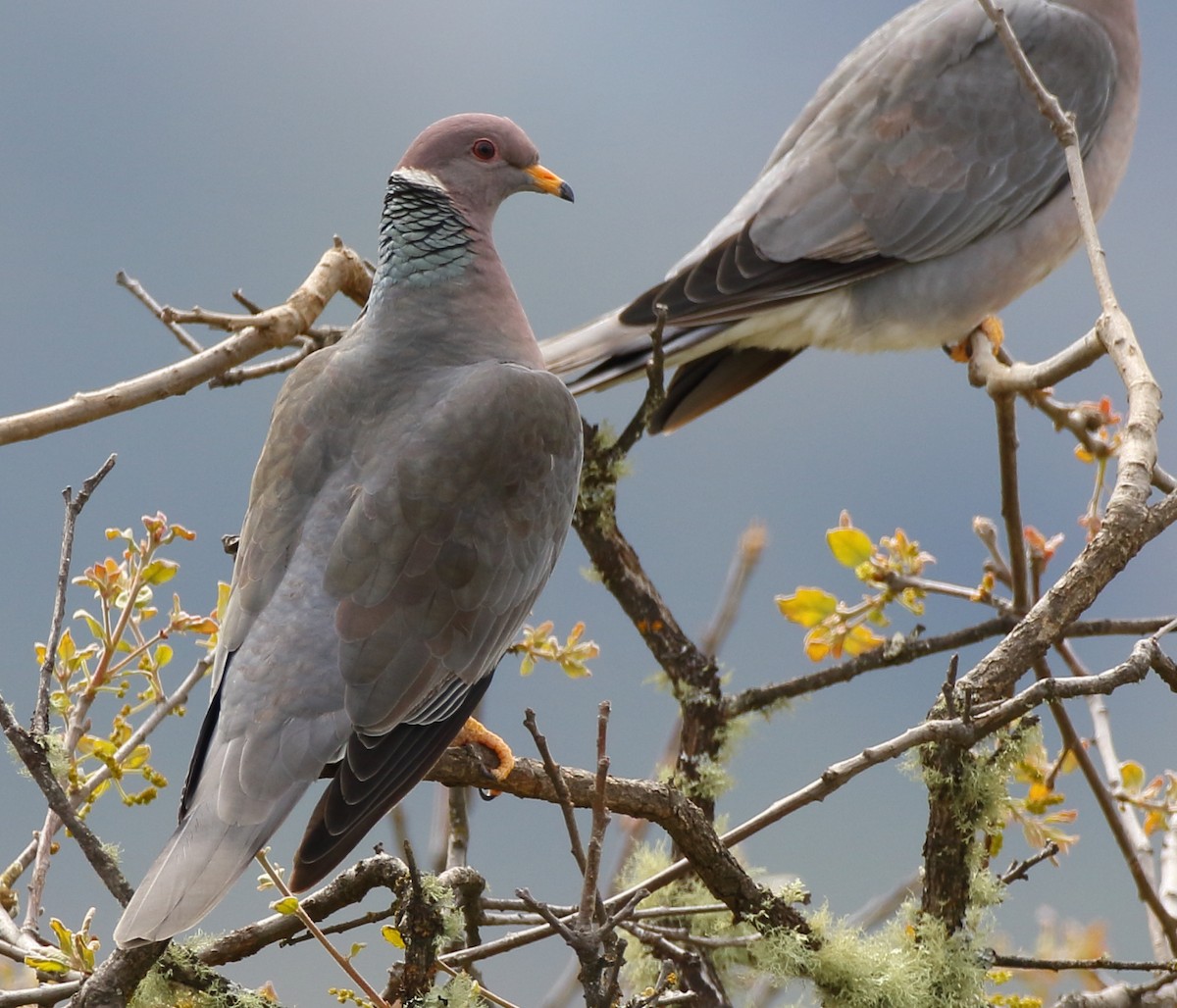 Band-tailed Pigeon - ML218931001