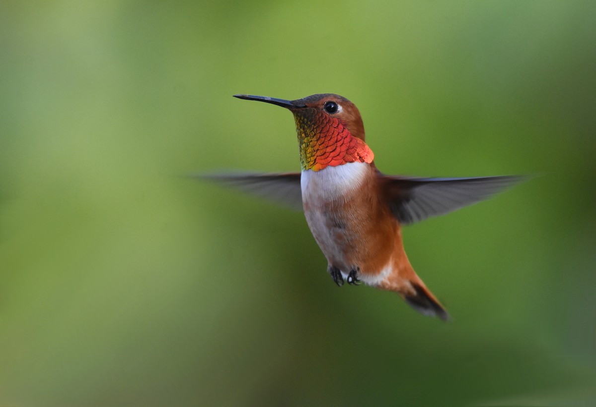 Rufous Hummingbird - Christopher Lindsey
