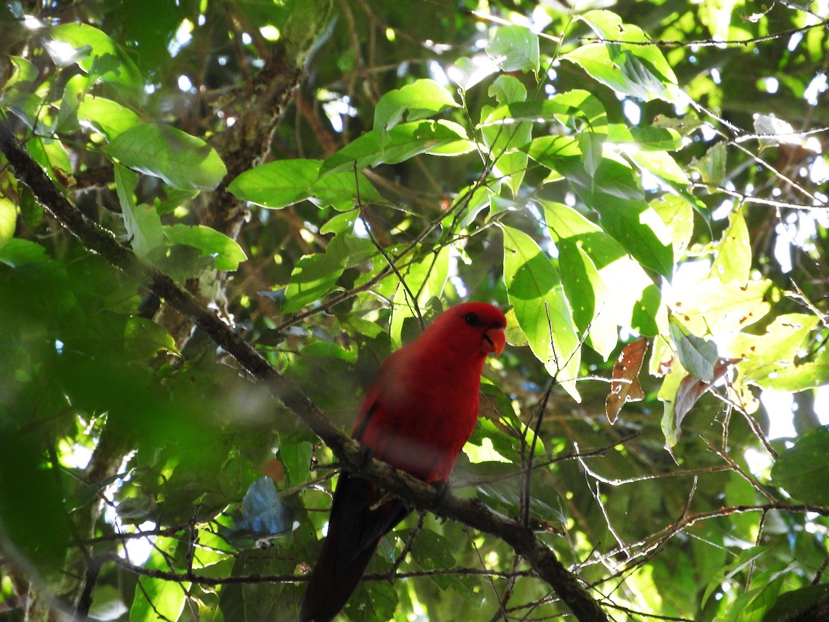 Red Lory - ML21893291
