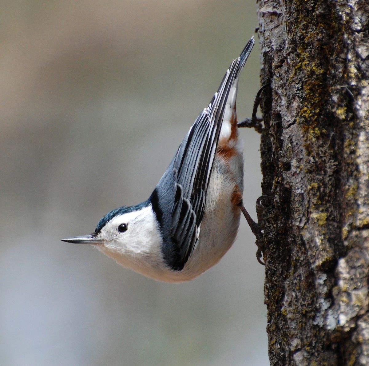 White-breasted Nuthatch - Suzanne Britton