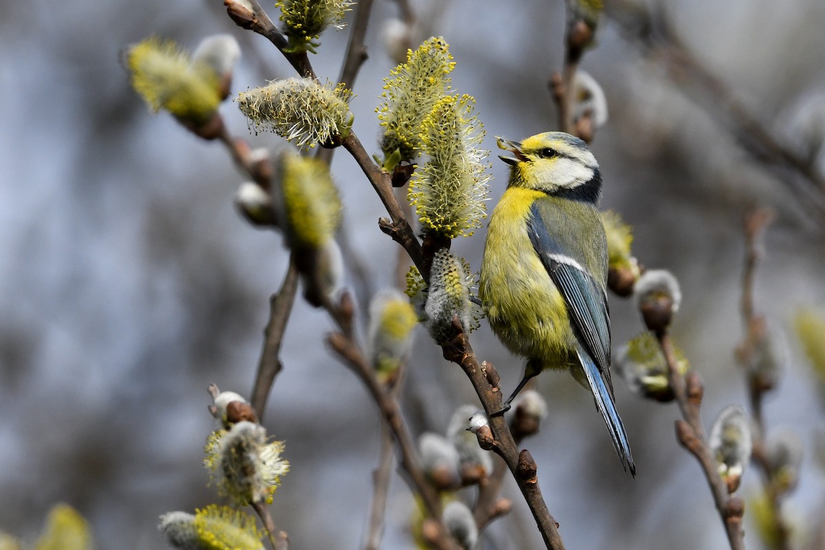 Eurasian Blue Tit - ML218939421