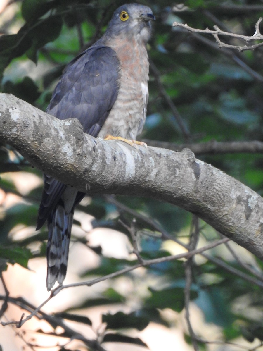 Common Hawk-Cuckoo - KARTHIKEYAN R