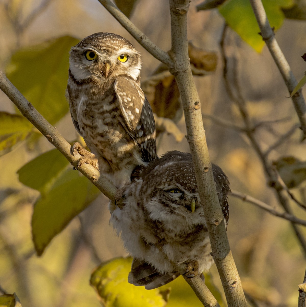 Spotted Owlet - ML218943501
