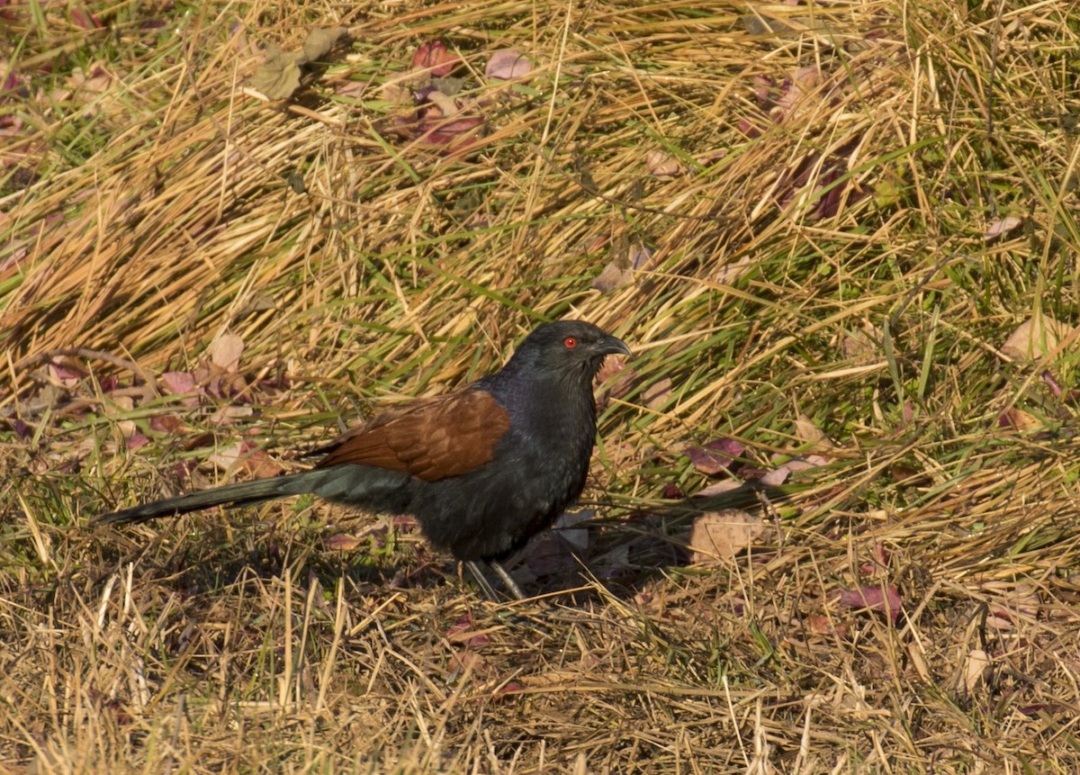 Greater Coucal - ML218943961