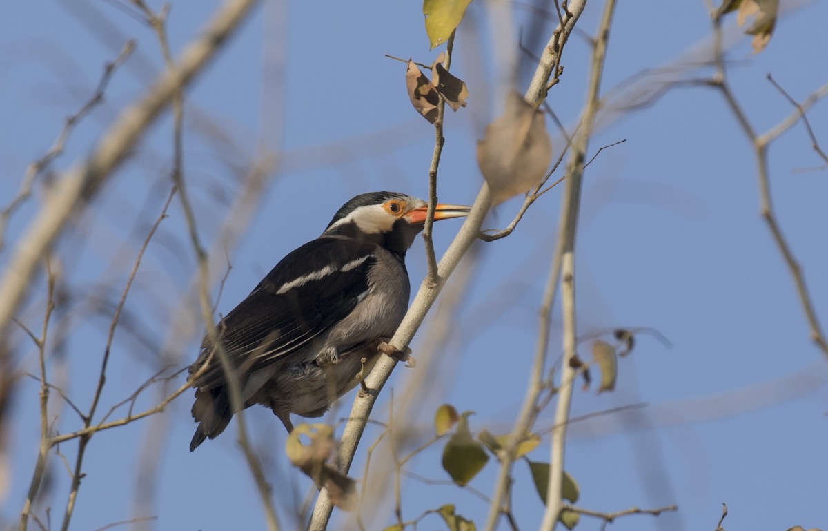 Indian Pied Starling - ML218944491